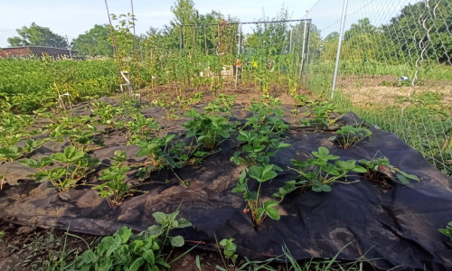 Na predaj záhradka v Modranke 250m2
