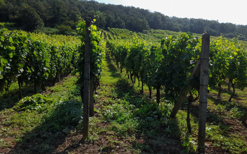 Výhodne- Na predaj vinohrad v Tokajskej oblasti, Viničky.