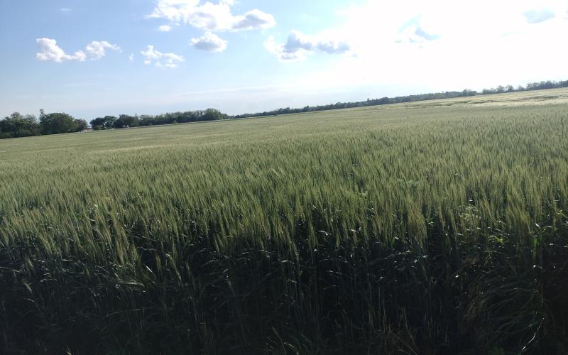 Investičné pozemky na predaj Štefanovičová