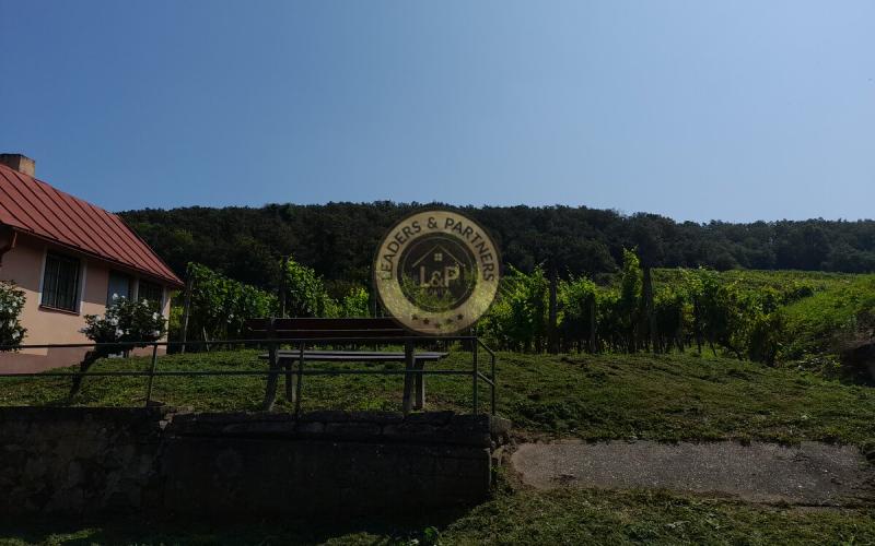Výhodne- Na predaj vinohrad v Tokajskej oblasti, Viničky.