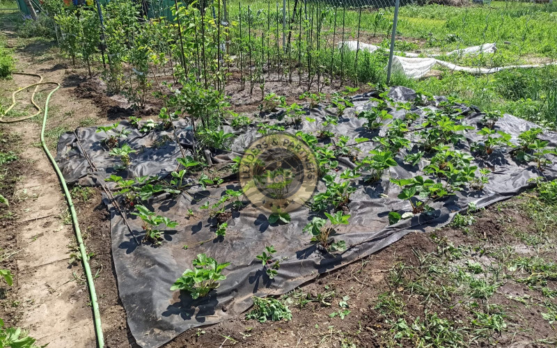 Na predaj záhradka v Modranke 250m2