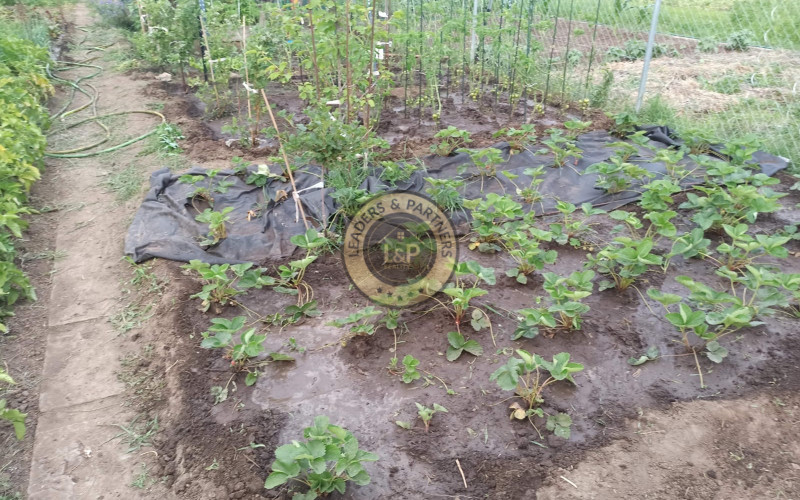 Na predaj záhradka v Modranke 250m2