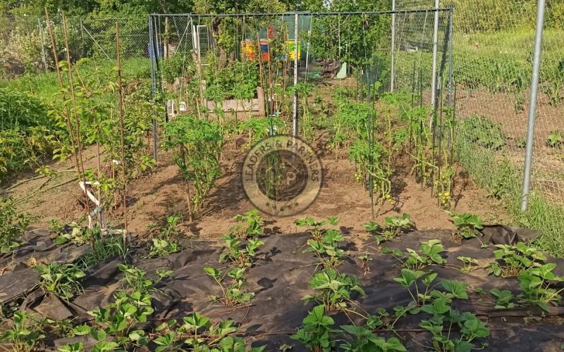 Na predaj záhradka v Modranke 250m2